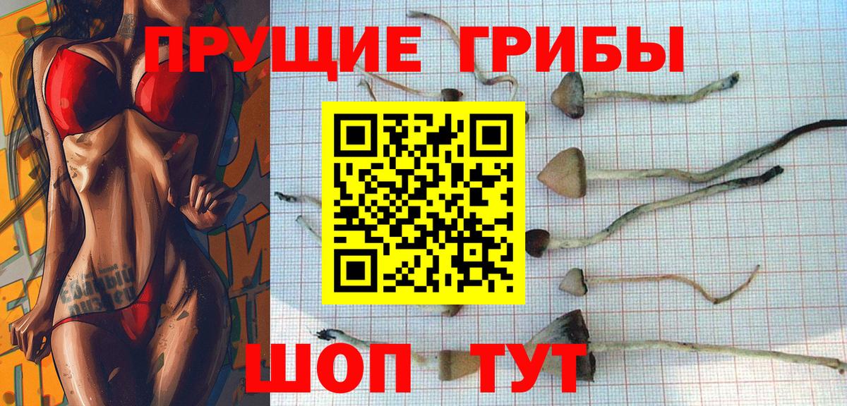 Ивантеевка  цены   Вход с VPN  Псилоцибиновые грибы Psilocybine cubensis 
